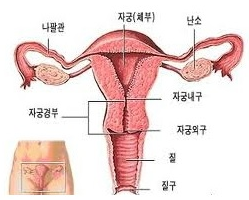 부인과 검사