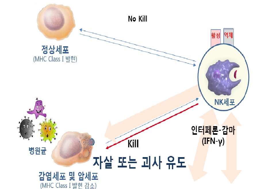NK세포활성도검사